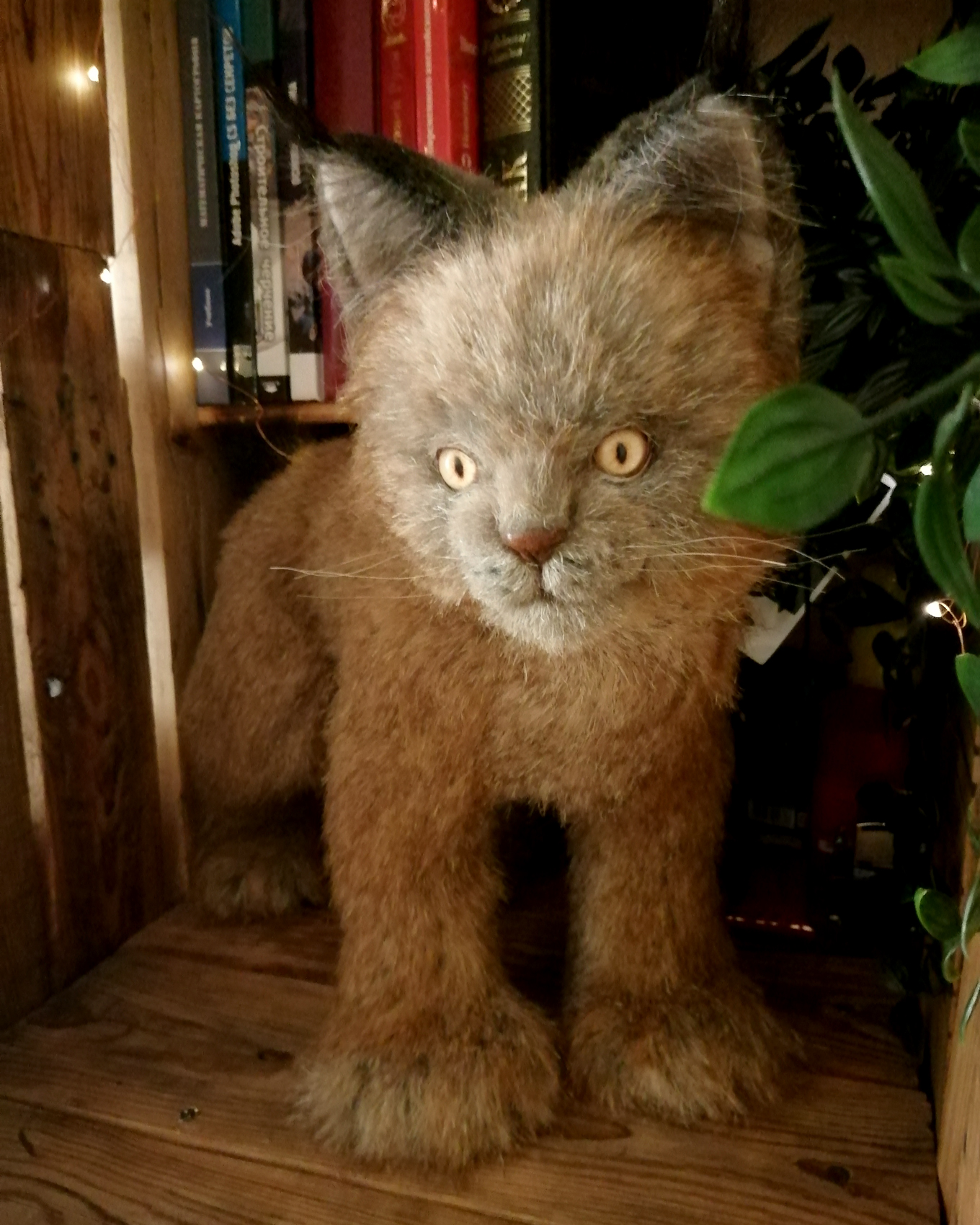 Author's toy lynx