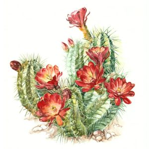 Drawing of a cactus with a flower