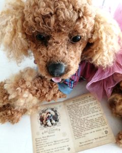 Realistic poodle toy in clothes