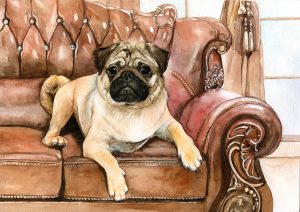 Watercolor portrait of a pug on the sofa