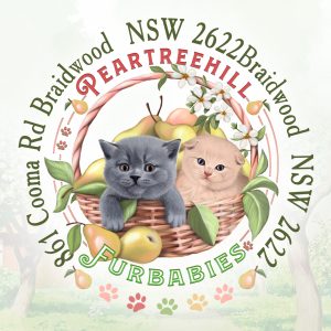 Логотип с британскими котами в корзине
