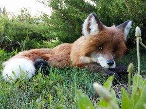 Jouet réaliste en fausse fourrure de renard