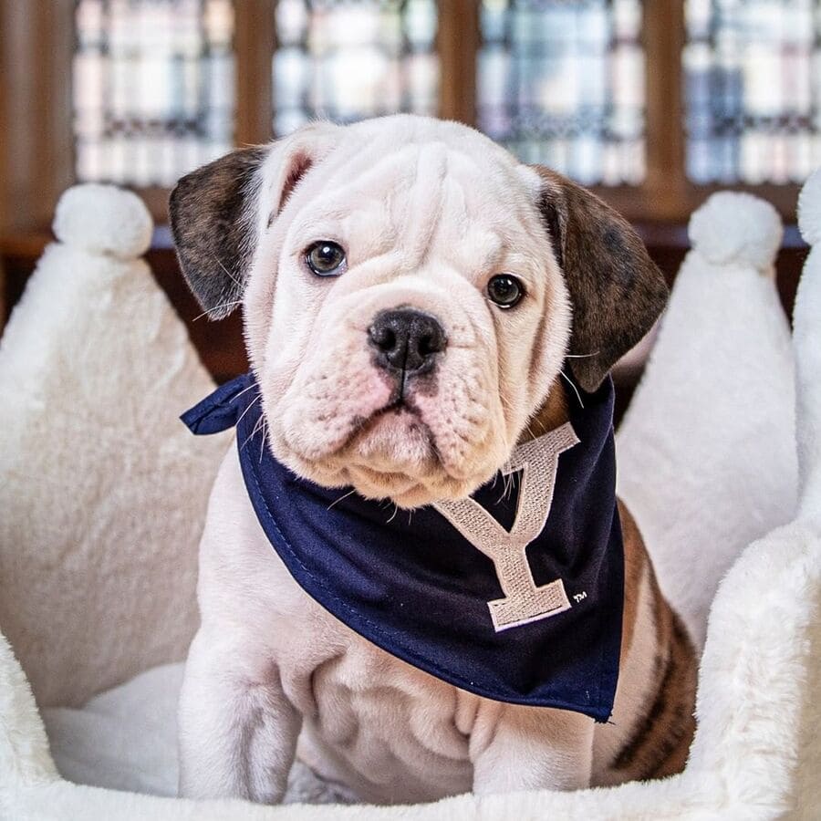 The university's monogram and Yale's mascot, a puppy named Kingman