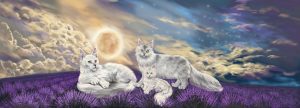 banner for the site with white Maine Coons