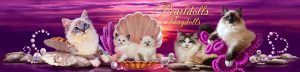 illustration banner for uk cat cattery website