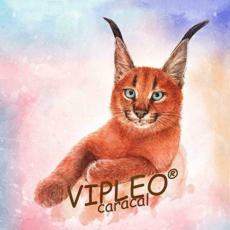 портрет логотип каракал для питомника котов