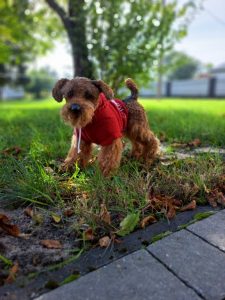 realistic handmade toy Airedale terrier in a jacket